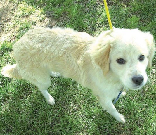 Pet of the week: Friendly terrier