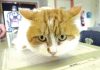 Pet of the week: ‘Hello’