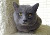 Pet of the week: Ol’ green eyes