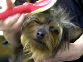 Learn to get the most out of a furry friend