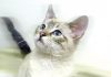 Pet of the week: Siamese