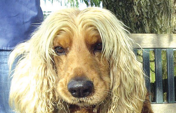 Pet of the week: Cute cocker