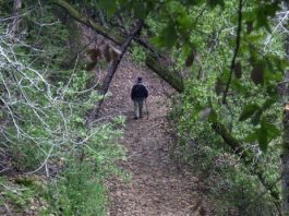 Plenty of bike trails to explore in Valley parks