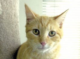 Pet of the week: ‘Boomer’ the cat