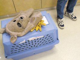 Rescue treatment for Miguel, Sam