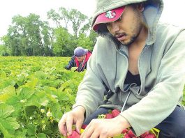 Area farmers smarting from lack of sunshine