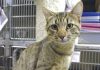 Pet of the Week: Ozzy