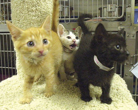 Pet of the week: kittens