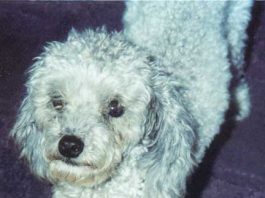 Burglary victim wants her dog back