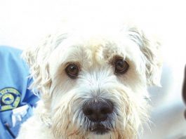 Pet of the week