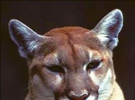Local concerns heightened after mountain lion attack