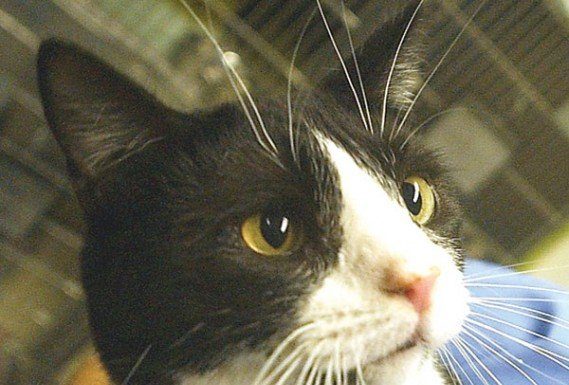 Pet of the week