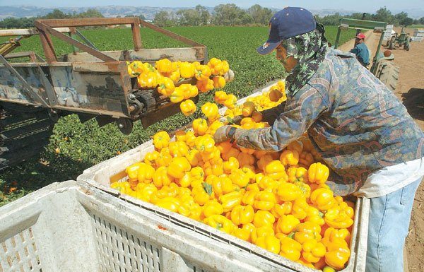 Olin offers water to farm laborers