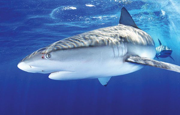 Sharks invade Monterey Bay