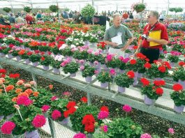 Plenty of flower power