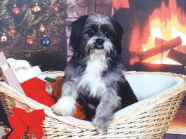 More pets turn up dead on Ronan Avenue