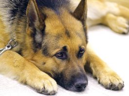 K-9s to nose out drugs