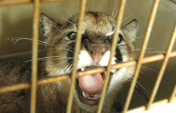 County hires mountain lion expert