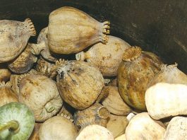 Huge opium bust in San Martin