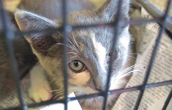 Unwanted kittens left in box on pet shop doorstep
