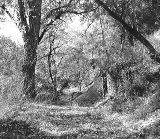 A beautiful weekend for a picnic amidst the splendor of nature