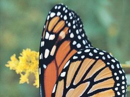 Create a backyard oasis for butterflies and hummingbirds