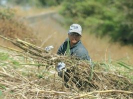 Days are numbered for invasive giant reed