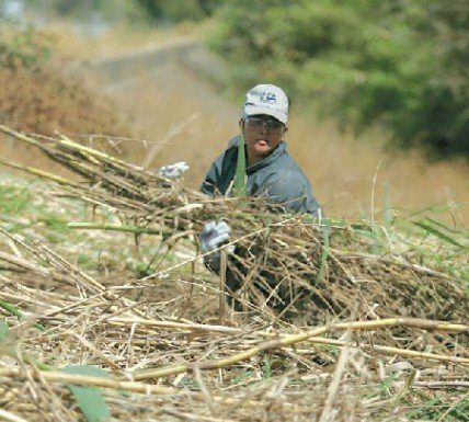 Days are numbered for invasive giant reed