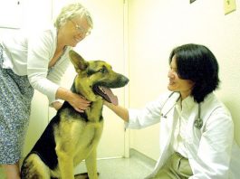 Steps to keep pets healthy, happy and safe