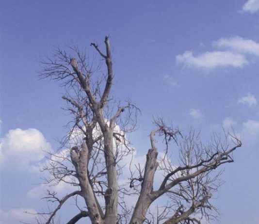Topping trees can do some serious damage