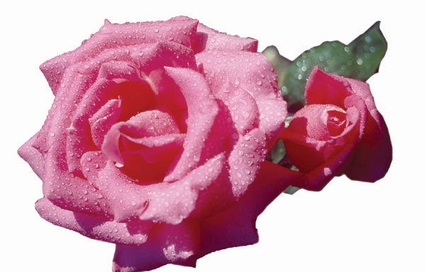 Ancient flower with modern delights