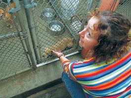 Oh where, oh where do those helpless, unwanted pets go?