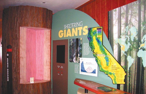 Checking out nature at Henry Cowell State Park