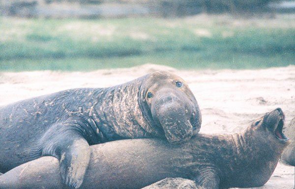 Take a trip up the coast to see the elephant seals