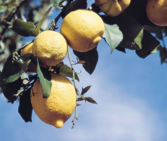 Planting citrus in South Valley