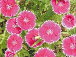 Pinks bring spicy scent to the garden