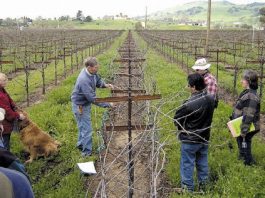 Becoming a backyard Bacchus