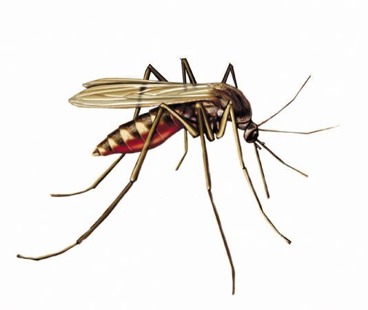 West Nile virus epicenter