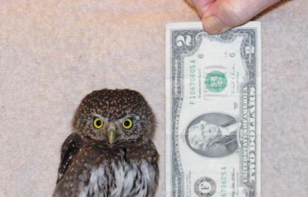 Pygmy owl recovers from concussion