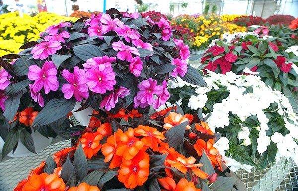 A colorful side of life