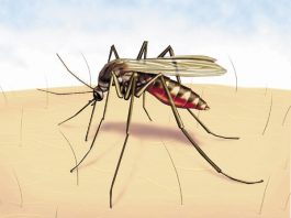 Eliminate mosquito breeding grounds