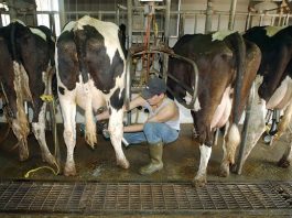 Dairy has history of spills