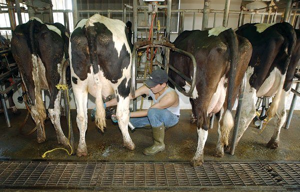 Dairy has history of spills