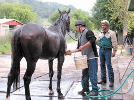 The hubbub of horse racing
