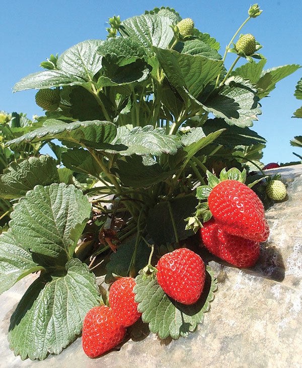 Strawberries Gilroy Dispatch Gilroy California