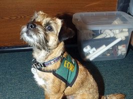 Dispensing doses of love