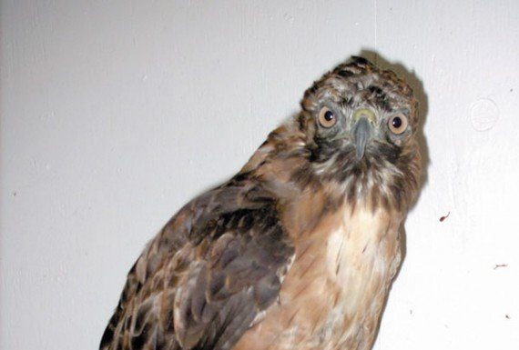 Red-tailed hawk with injured wing and tail is getting better