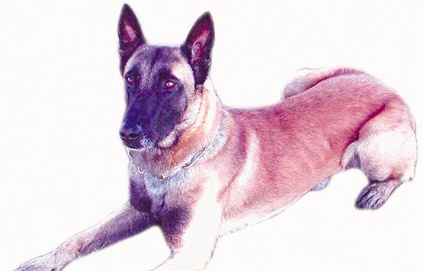 Police department K-9 on the loose