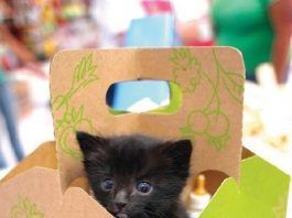 ‘Think Adoption First’ set to launch