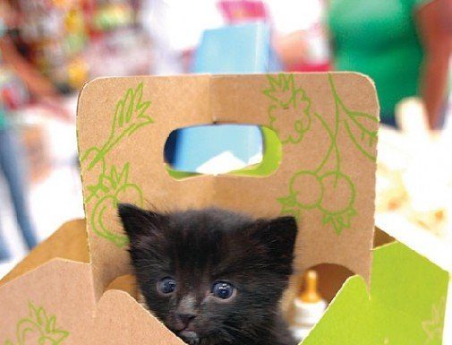 ‘Think Adoption First’ set to launch